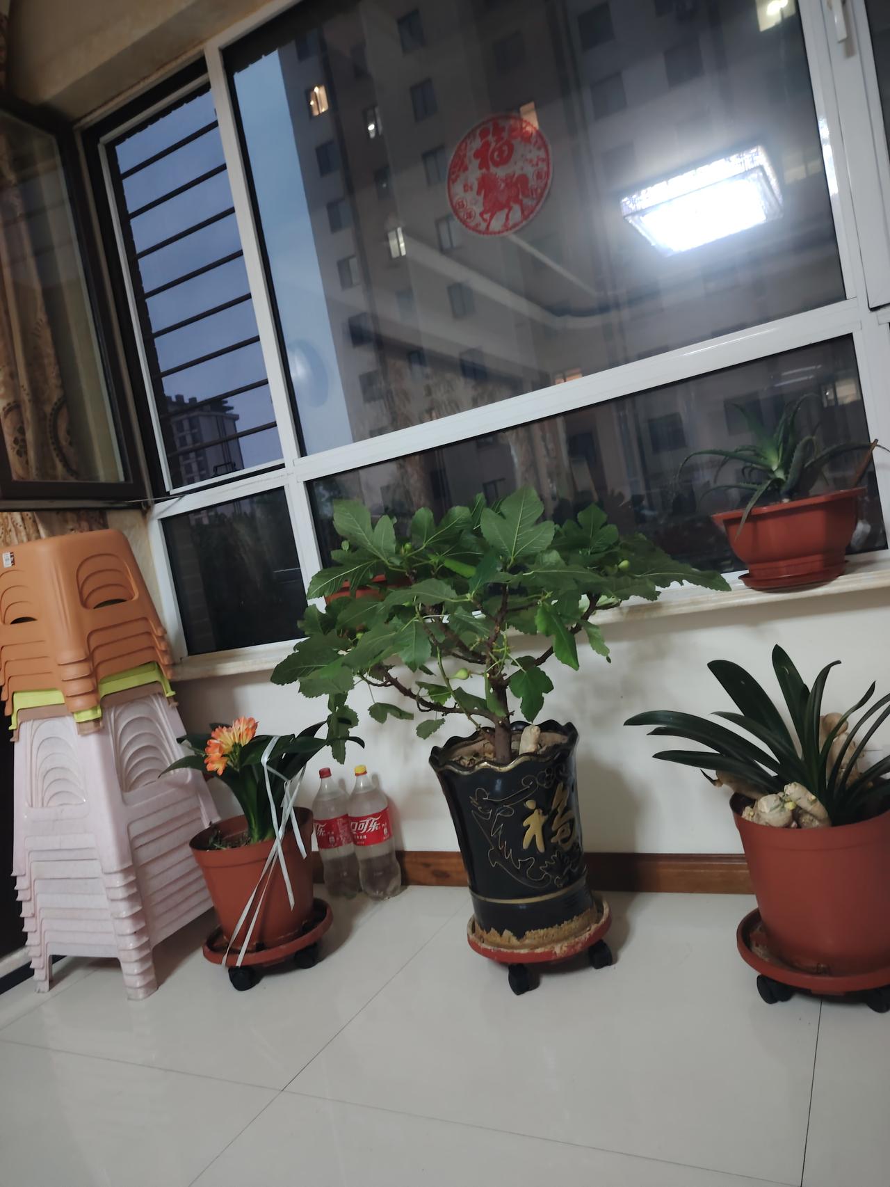 无花果在屋里长的也挺好的，每年都有新鲜的果实，真好！