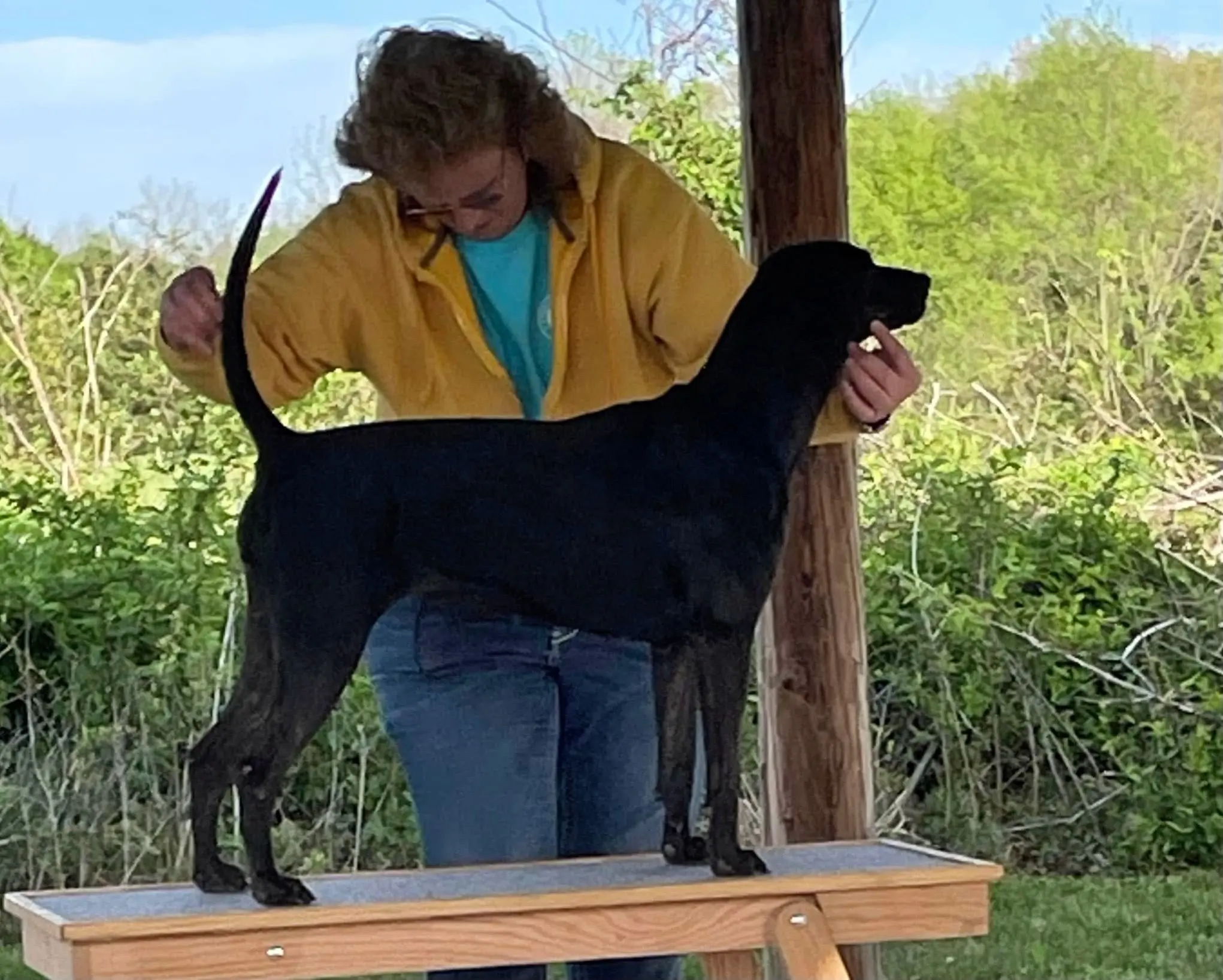 AKC普罗特猎犬