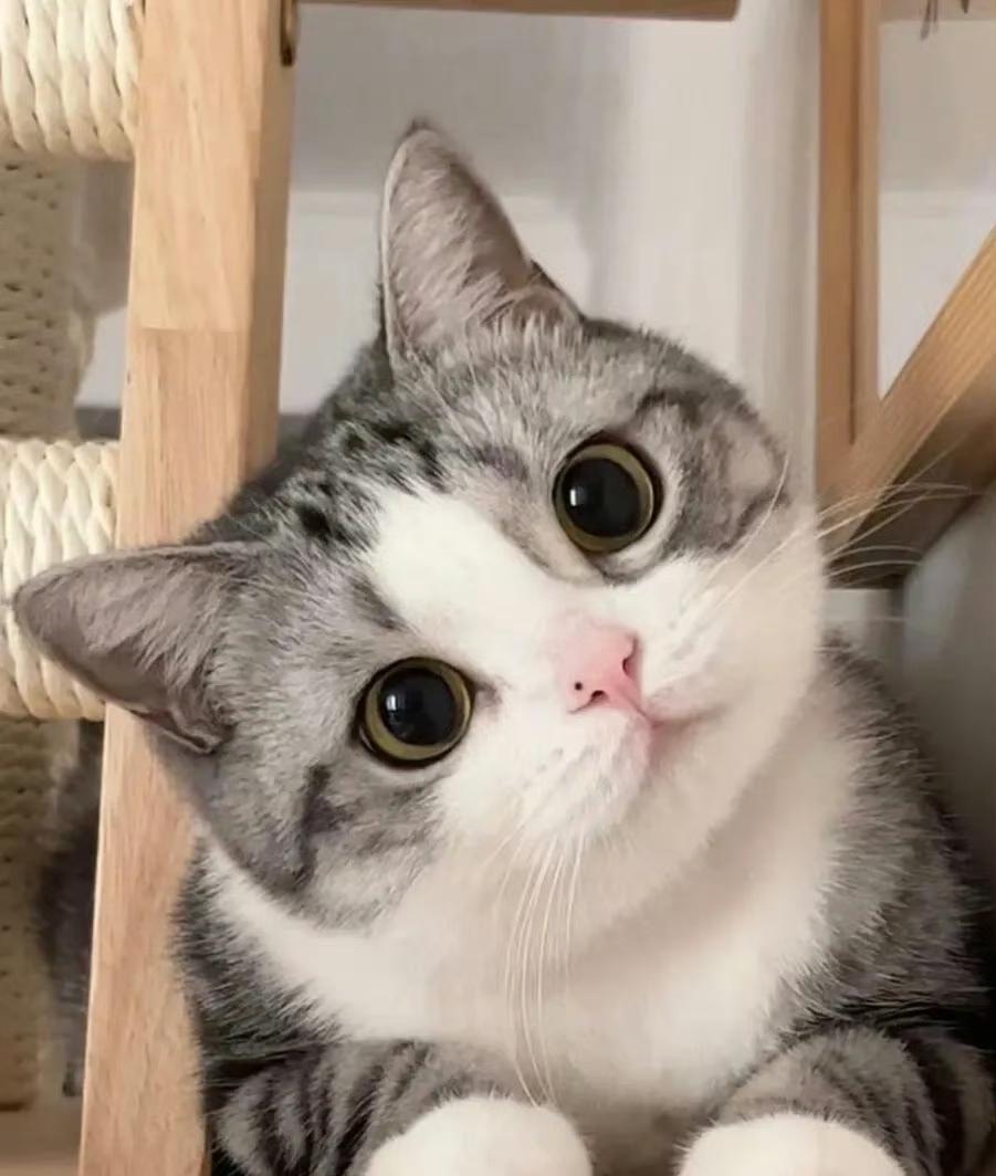 广州一则关于动物血库的曝光视频引起了不少人关注。视频里提到，有机构从流浪猫身上大