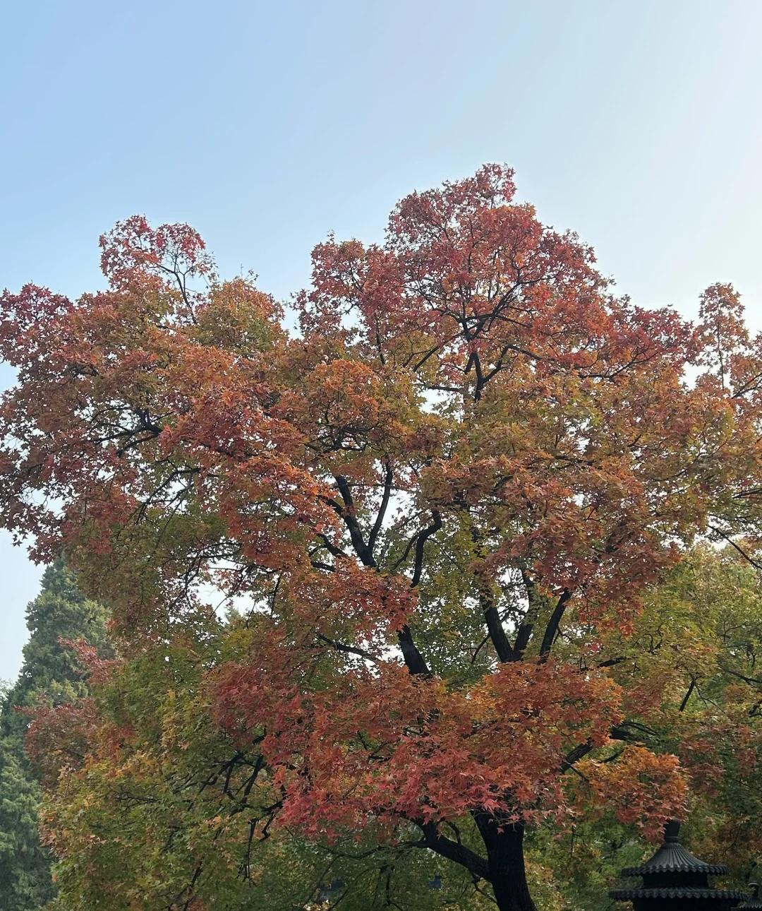 10.25香山公园🍁实况，三条线路游玩攻略
香山红叶节已开幕，官方宣传已进入红