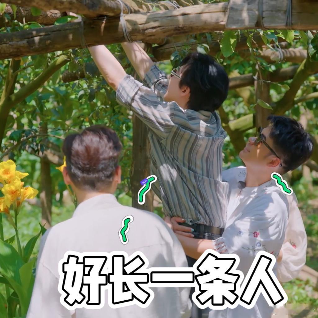 刘宇宁一米九大长条子 刘宇宁和陈赫摘柠檬太欢乐！赫哥怕他够不着帮忙抱，放下后吐槽