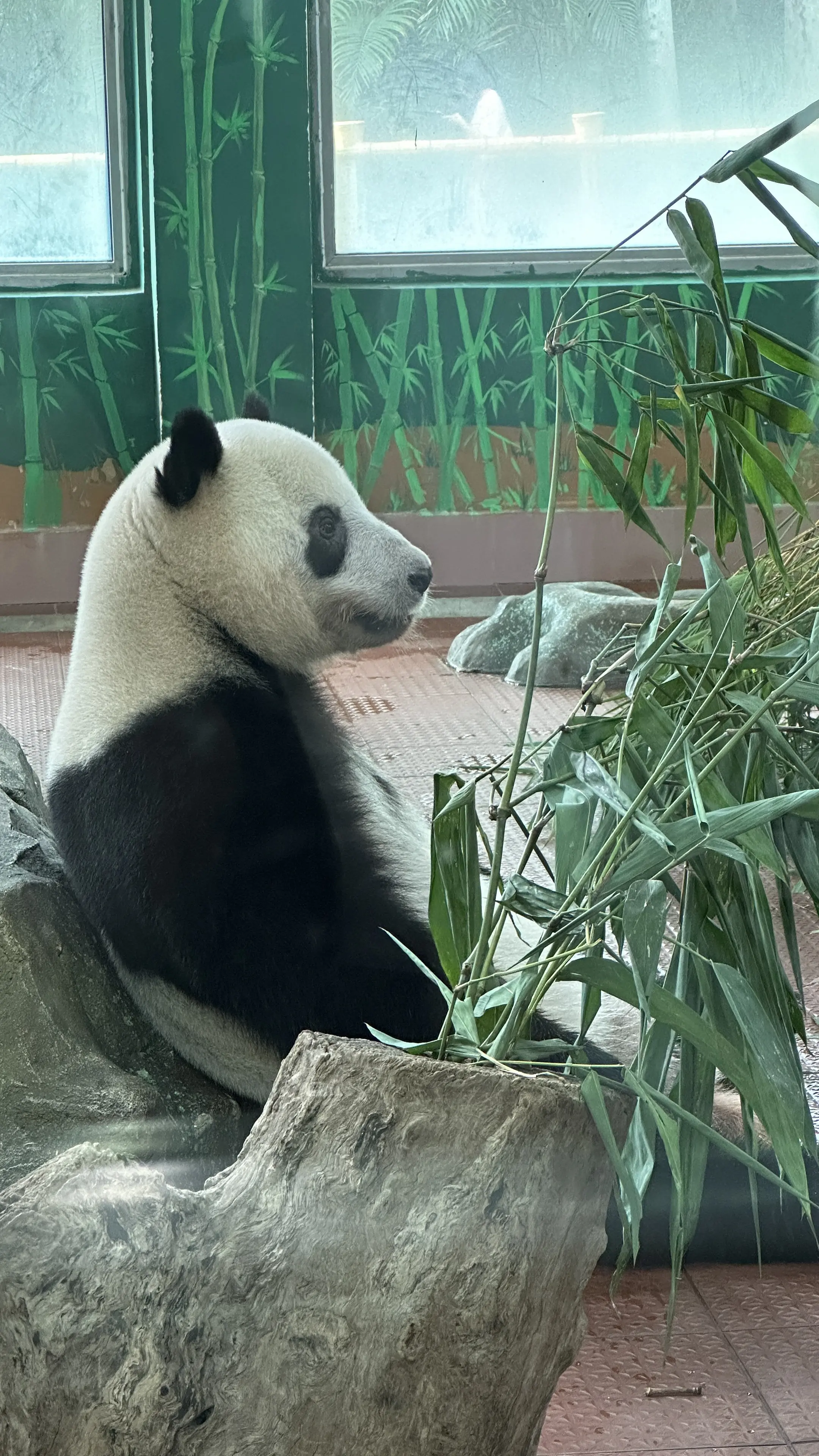 星一：今日系俾黑妈黑嘅第1102日。我已经无所谓了！