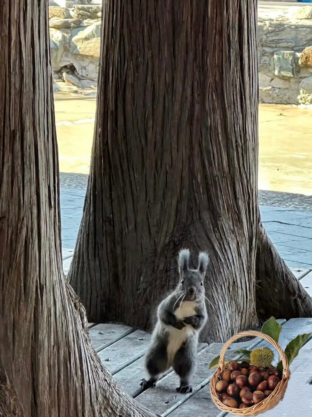 这里👉网页链接，🐿️欠“御用摄影师”的一包坚果🌰今天送来了，快粗来接收