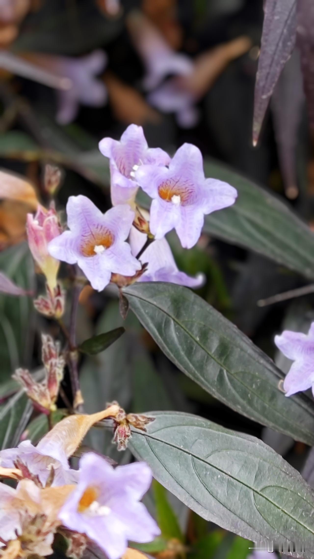 板蓝，属于爵床科马蓝属的多年生草本植物，它的根就是大名鼎鼎的传统中药材“板蓝根”