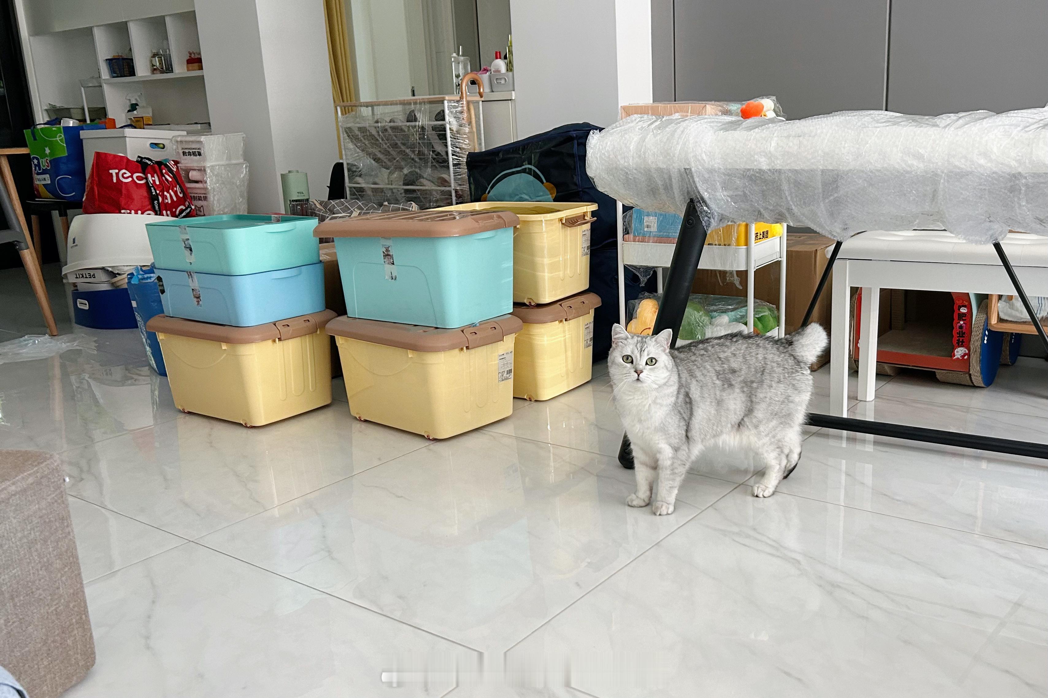 某种意义上的阖家团圆了现在的心情很奇妙 #喵趣横生# ​​​