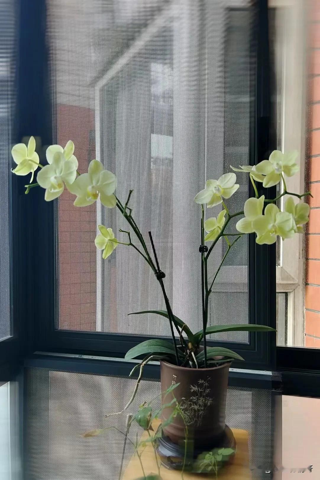 家里的花花开了。
好看有香气，用心伺弄花草还是有收获的。
退休了，没事也得花点心