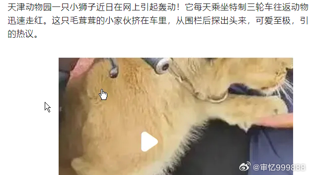动物园非洲幼狮每天坐三蹦子上下班步行200米很快就会让它疲惫不堪。三轮车配备了安