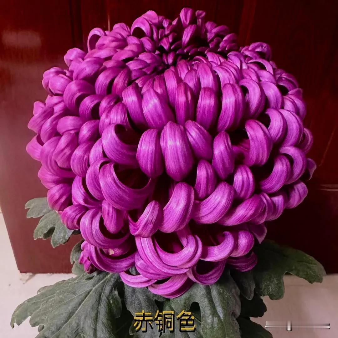 到现在也没弄明白：在抖音上有个叫“悟菊修”的网民，用音乐大力宣传自己的菊花品种。