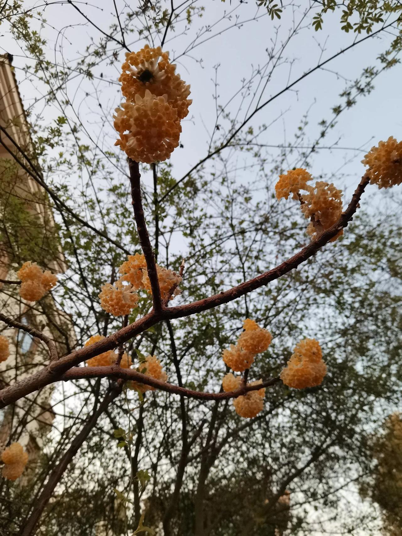 傍晚带小孙女在小区散步，发现院子里这种香气扑鼻的花，原来是结香花开了。

淡金色