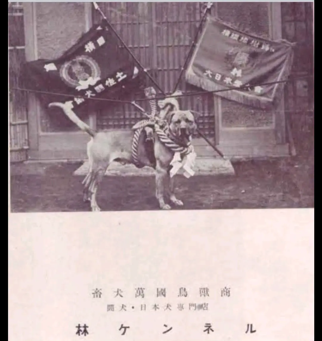 土佐