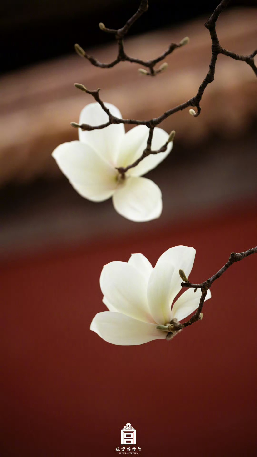 【故宫的花开了】的花开啦！满院玉兰如灯盏，点亮紫禁城的初春～ 