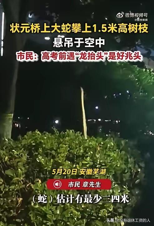 不敢相信，蛇的攀爬能力居然这样强大。
一市民拍倒，一条三四米长的🐍，在绿化带的