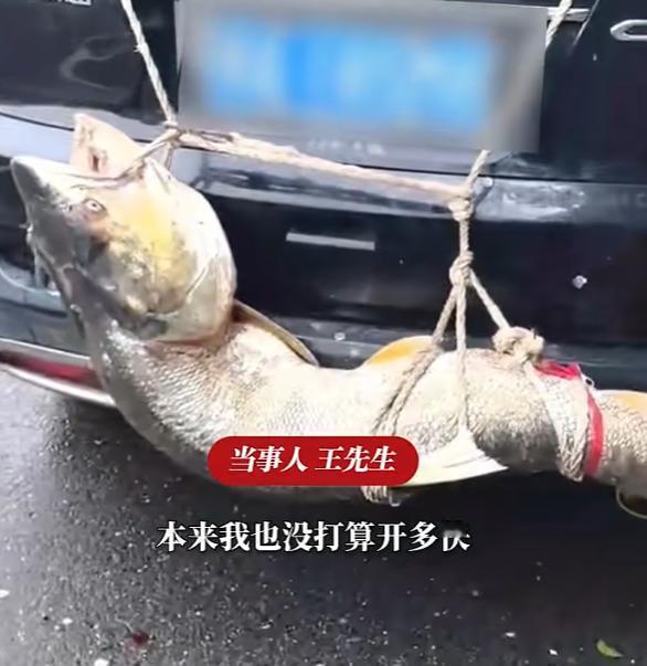 一条和人一样大的鱼刷屏，有人看热闹（好大的鱼！），有人看门道（禁渔见效了！），还