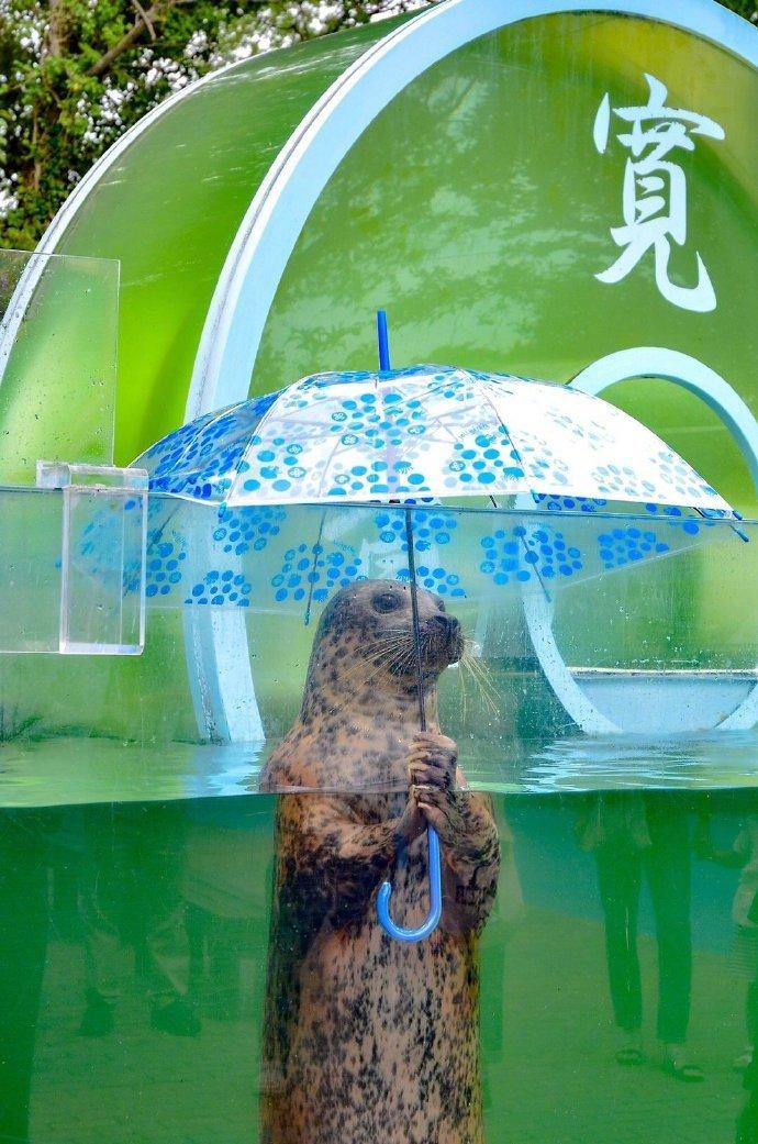 水族馆为自己打伞的港海豹君，静静站着，仿佛在等待着谁……