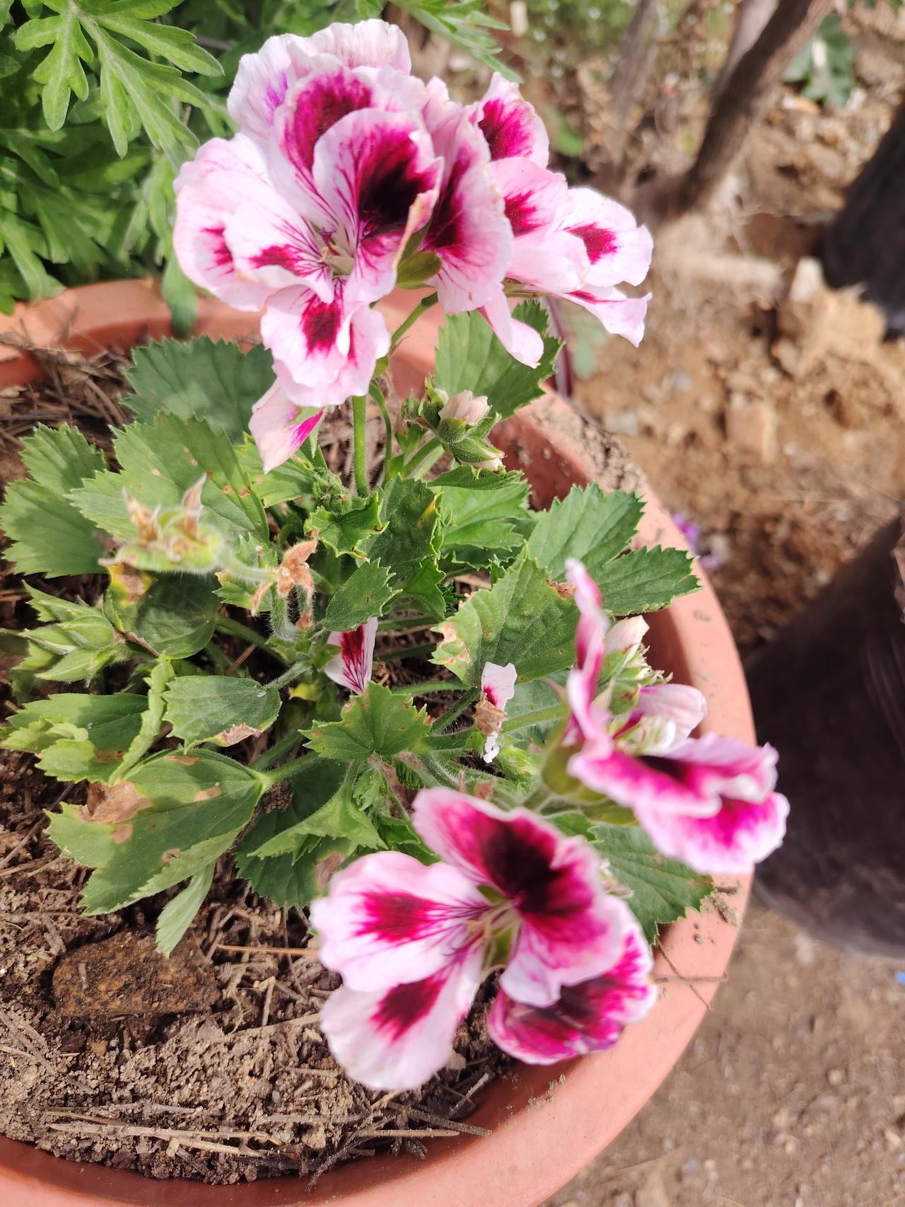 今日头条
一一兔哥
春日阳暖，鲜花盛开，故乡行，一路走处处有花，五彩缤纷。看这几