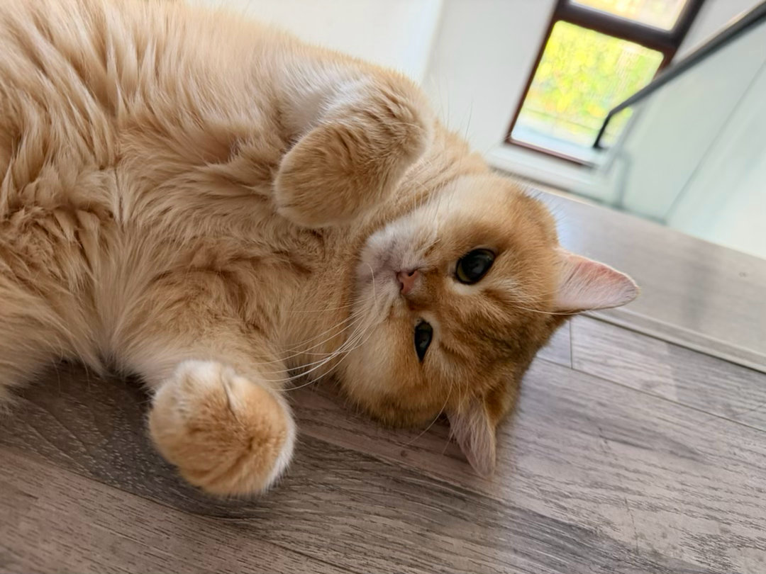 猫宁！昨晚大师龙来基地玩了会豆豆，然后就说想去猫舍再买一只猫，理由是第一只还是太