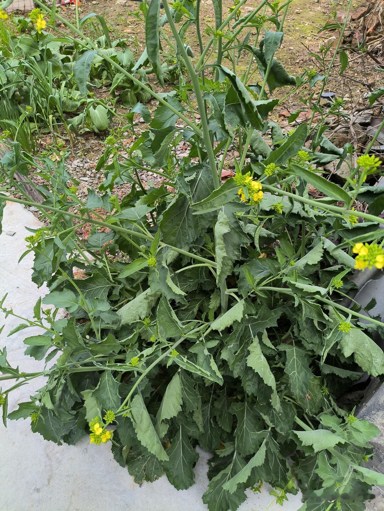 今天回到老家，给父母上坟。到了村口，看见两三位老太太在聊天，打过招呼后，一直到弟