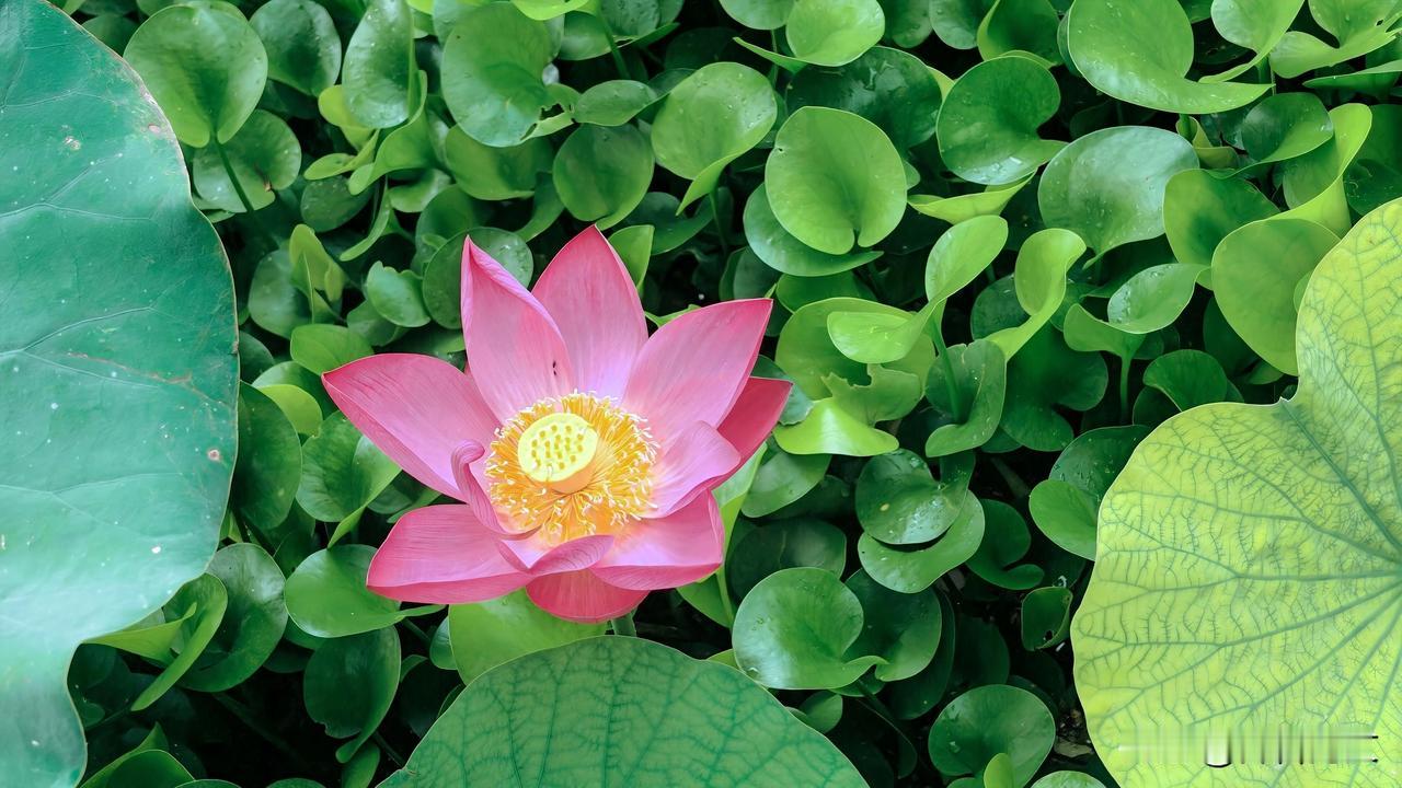 《五绝·晨红荷》
赤瓣承新露，霞光共晓晴。
烟光笼翠色，先有暗香生。