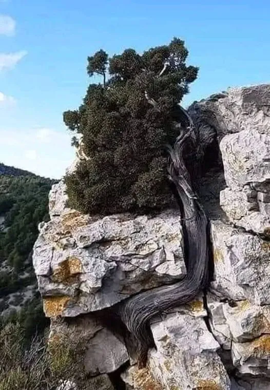 美图欣赏——韧性与生命的奇迹