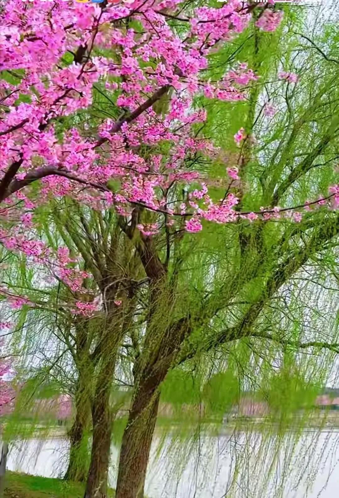 蝶绕芳丛意自栖

蝶绕芳丛意自栖，
蜂寻香蕊韵相携。
园中芍药呈娇态，
陌上蔷薇