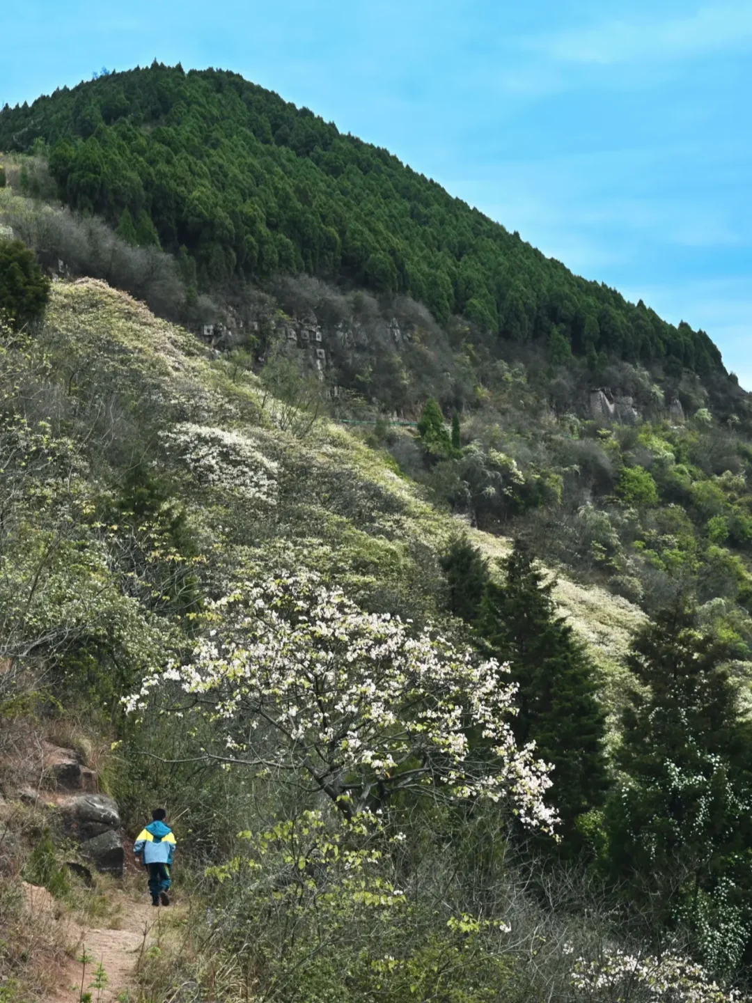 成都遍山怒放的桐花，太美了，太美了。