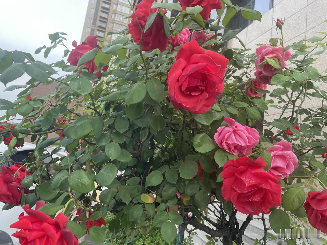 【七绝•雨打花飞断送春】
雨打花飞断送春，残红入水化成云。
十分锦绣东风恨，半就