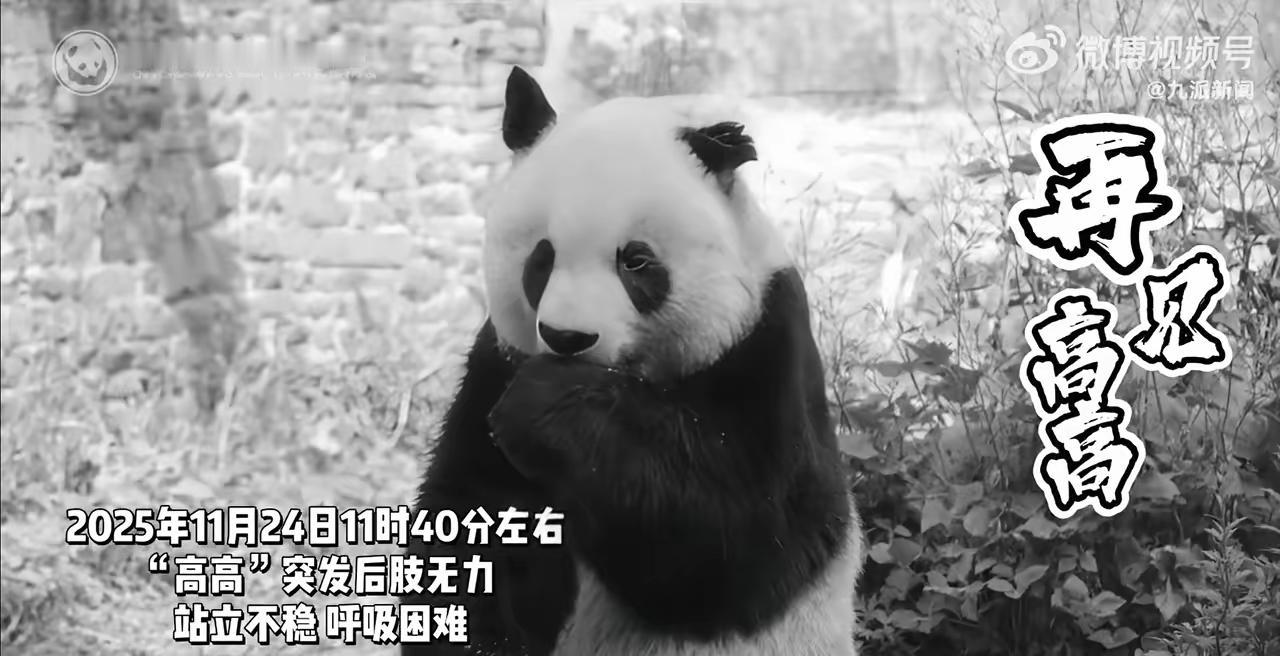 33岁的“熊猫爷爷”高高走了！这只三次放归野外三次自己找回来的传奇，真的让无数人