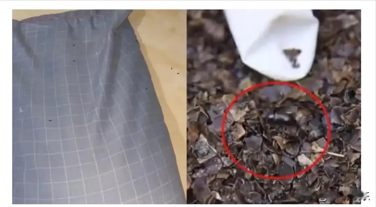 山西，一女子发现床上总有小黑虫，而且耳朵痛痒难耐，于是拆开自己睡得枕头一看，直呼