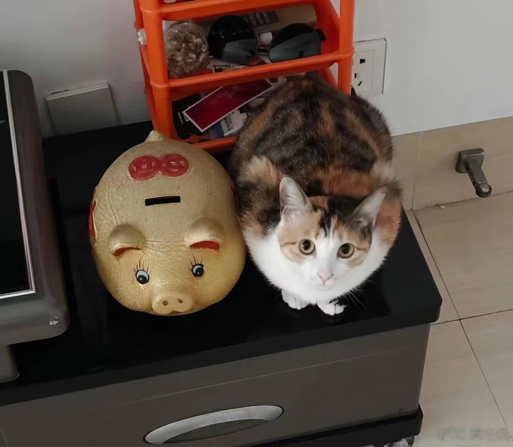 一大早起来看见猫在cos存钱猪 