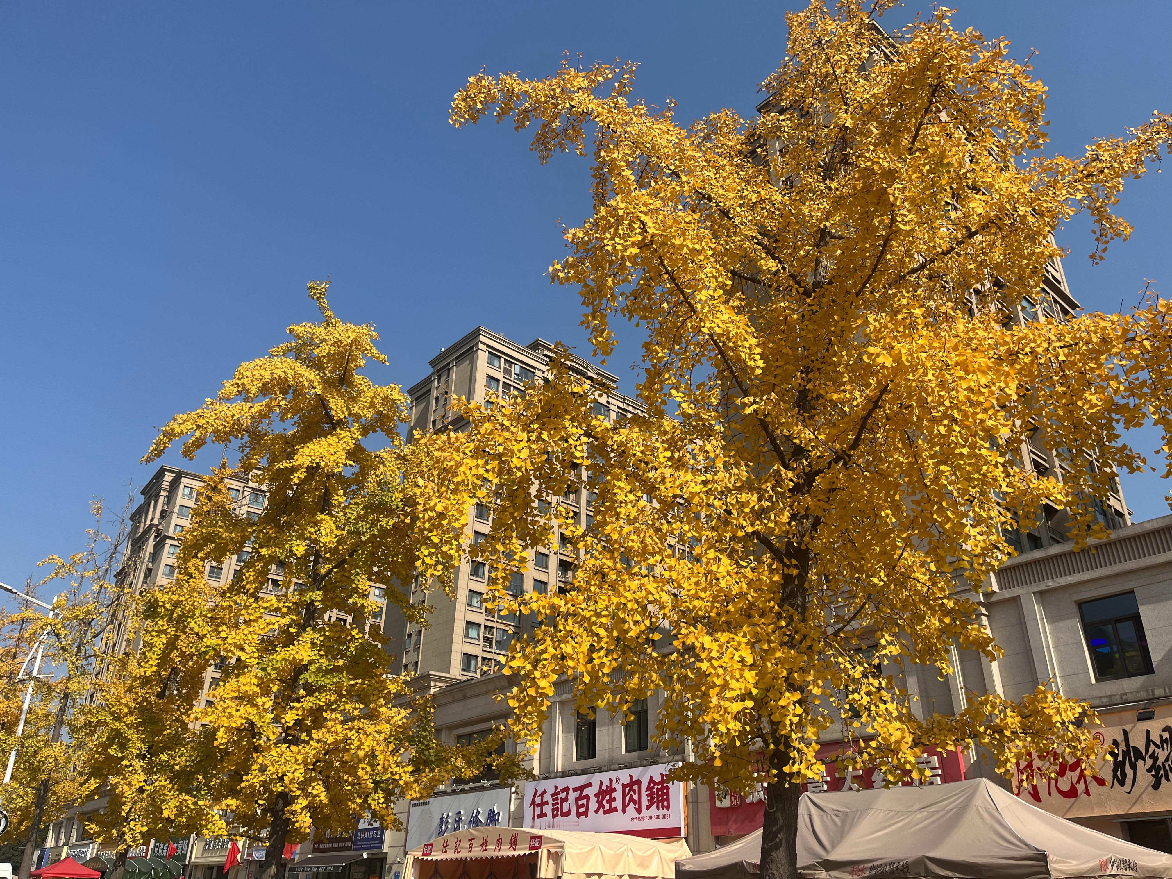 人间满目皆清欢，唯有银杏不负秋。 ​​​