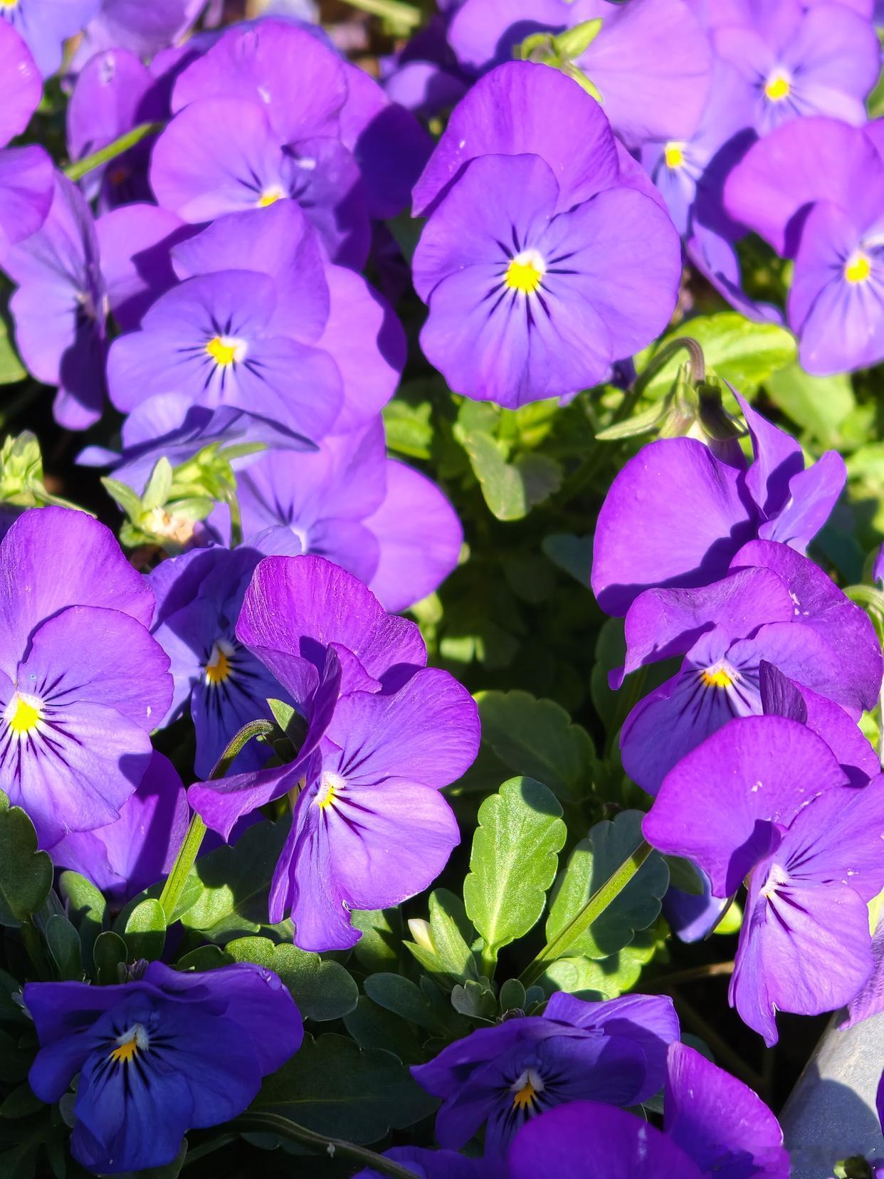 春天的风，藏着细碎的欢喜～寻美河南