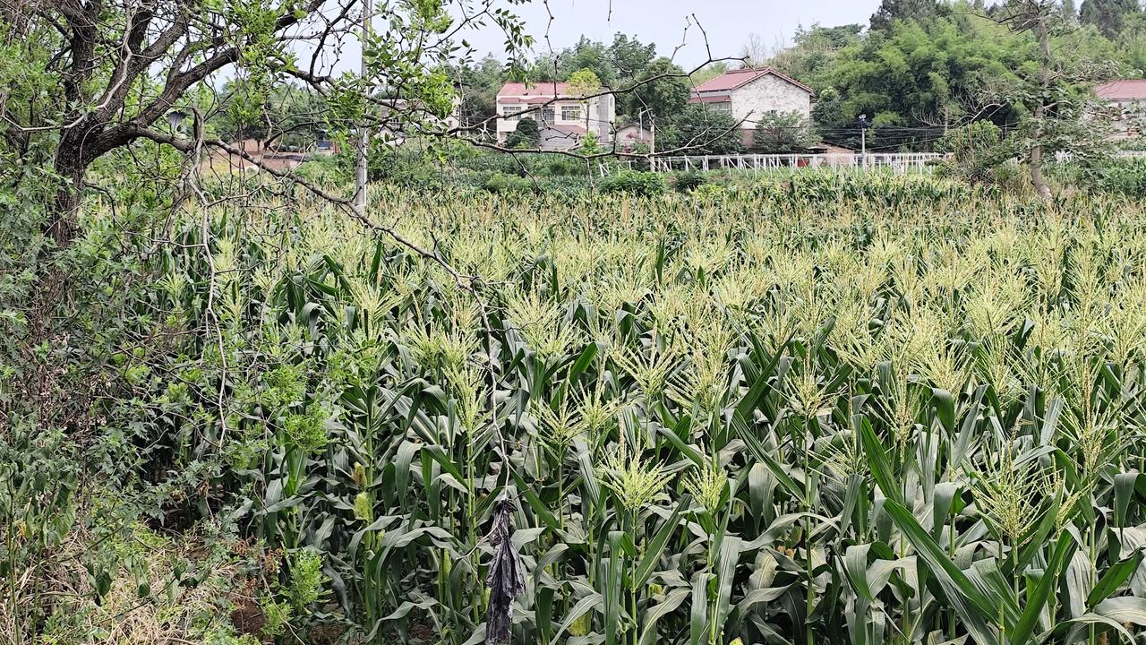 晒图笔记大赛这个季节的乡村景色真是怡人！天气还不算太热，田地里一片绿油油的景象，