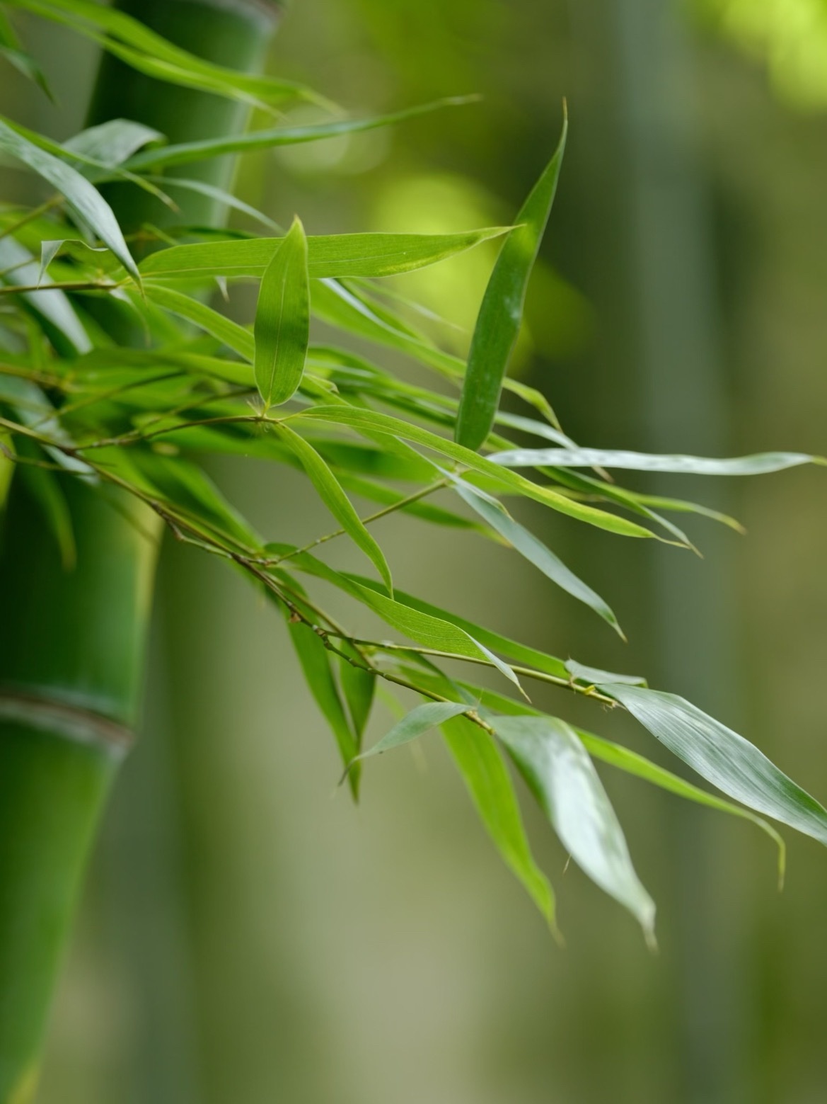 清风拂竹，满目清宁。 