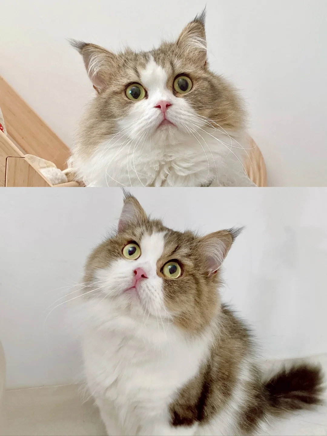 这款猫粮能处，它是真的能长肉