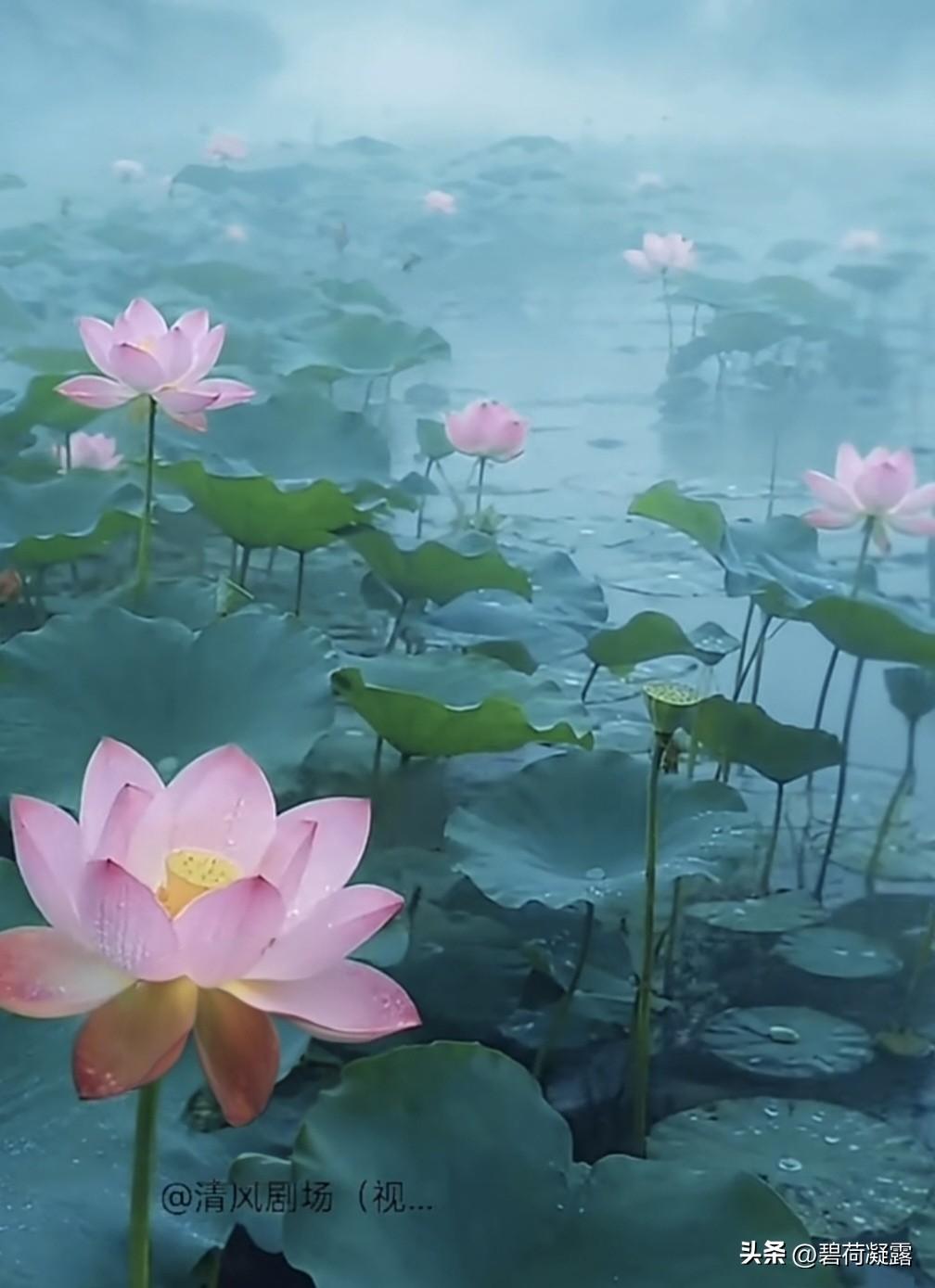 盛夏荷花开满池，清风拂面暗香至，正是人间好时节，风遇荷开，绿意盎然。心如荷花，一