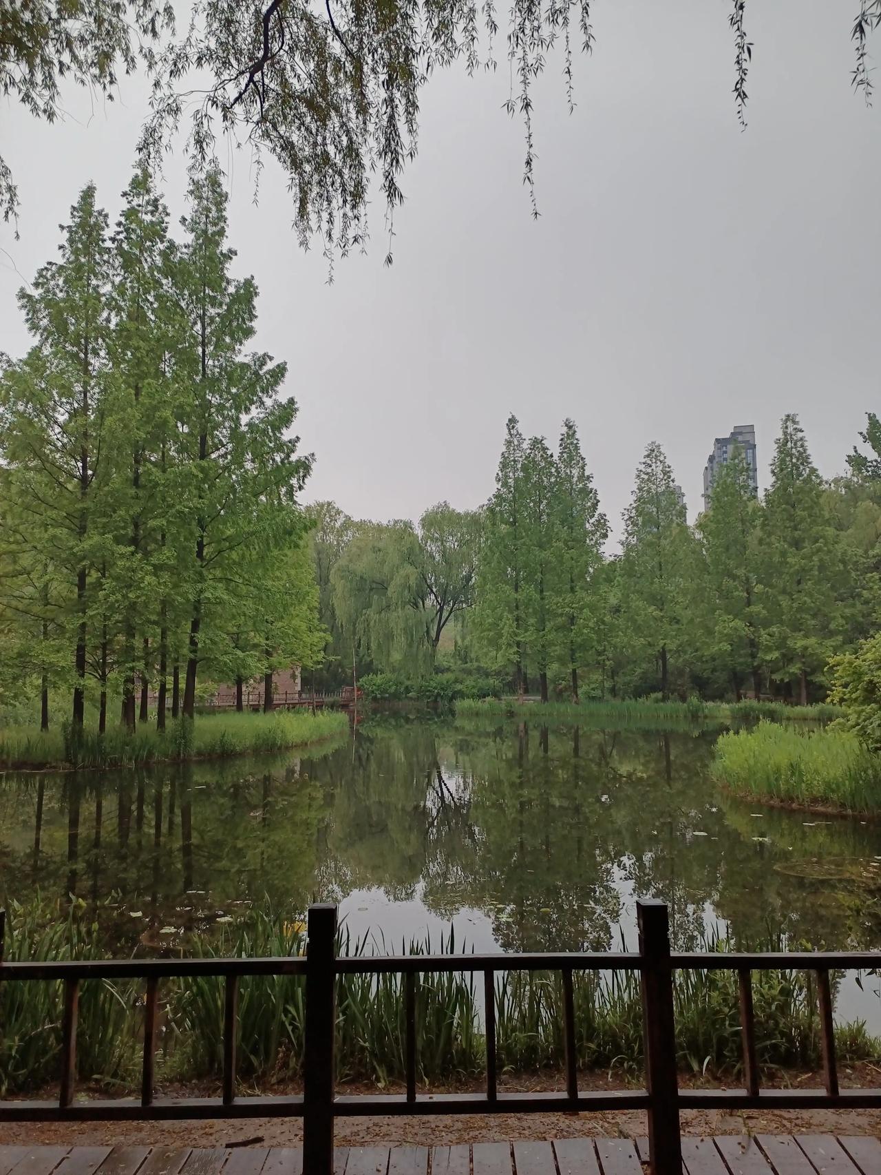 雨后在森林公园漫步一会，心情还是非常舒爽惬意的！