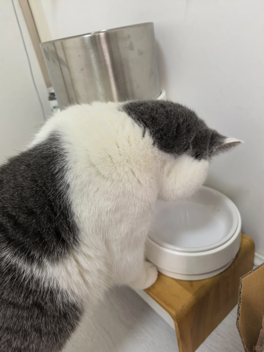 它找吃的真的很认真！