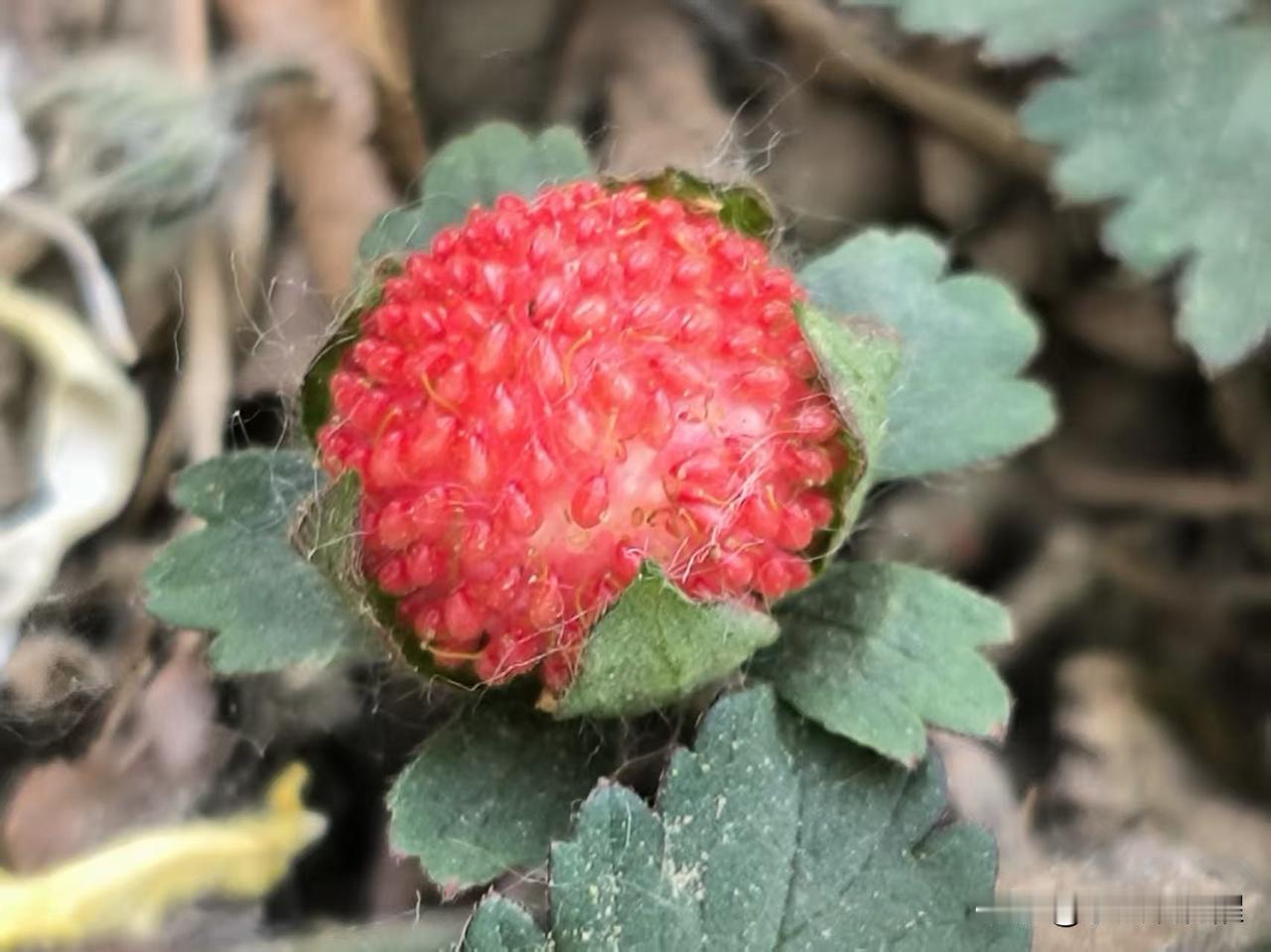 遛静湖湖岸公园时，在草丛里发现的，看着像草莓，两三处都有这种植物，是野生的，还是