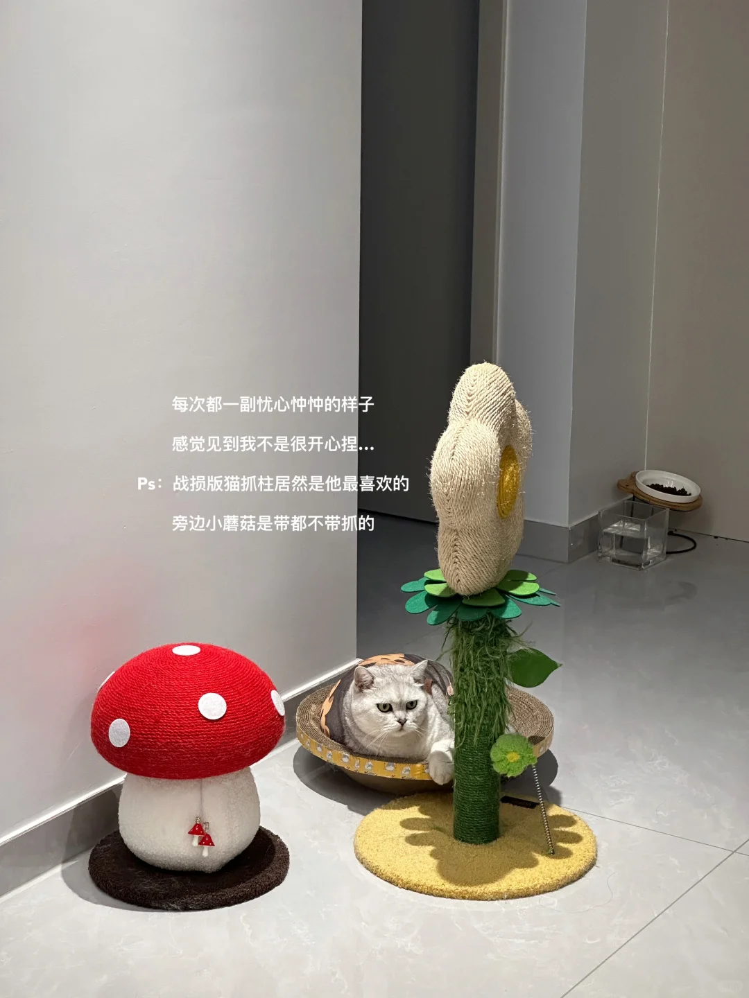 孕29w➕6 孕期小记😋