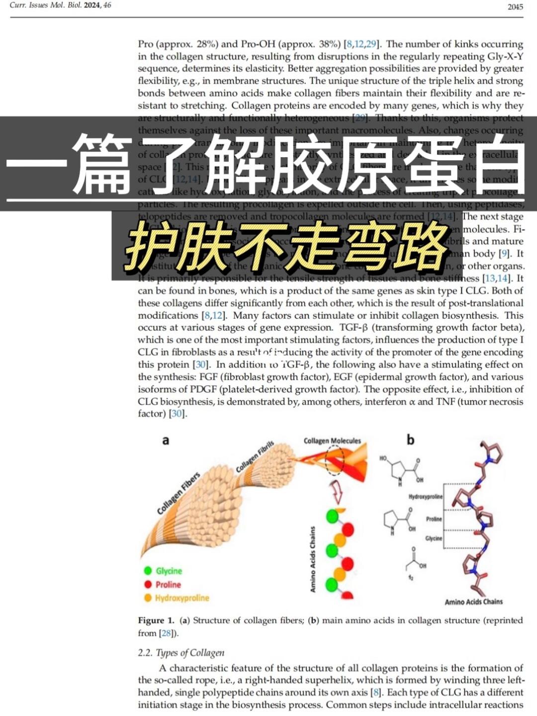 一片了解胶原蛋白，护肤不走弯路