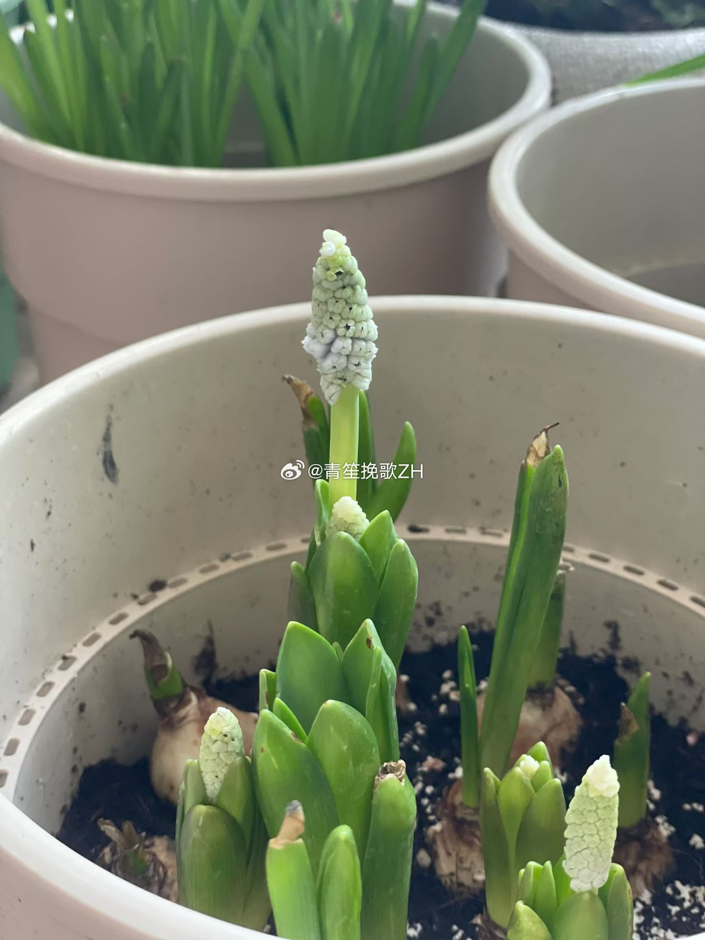 生活手记最近朱顶红和葡萄风信子等球茎类开得很好，可是茶花就全都消苞黑掉头了唯有靠