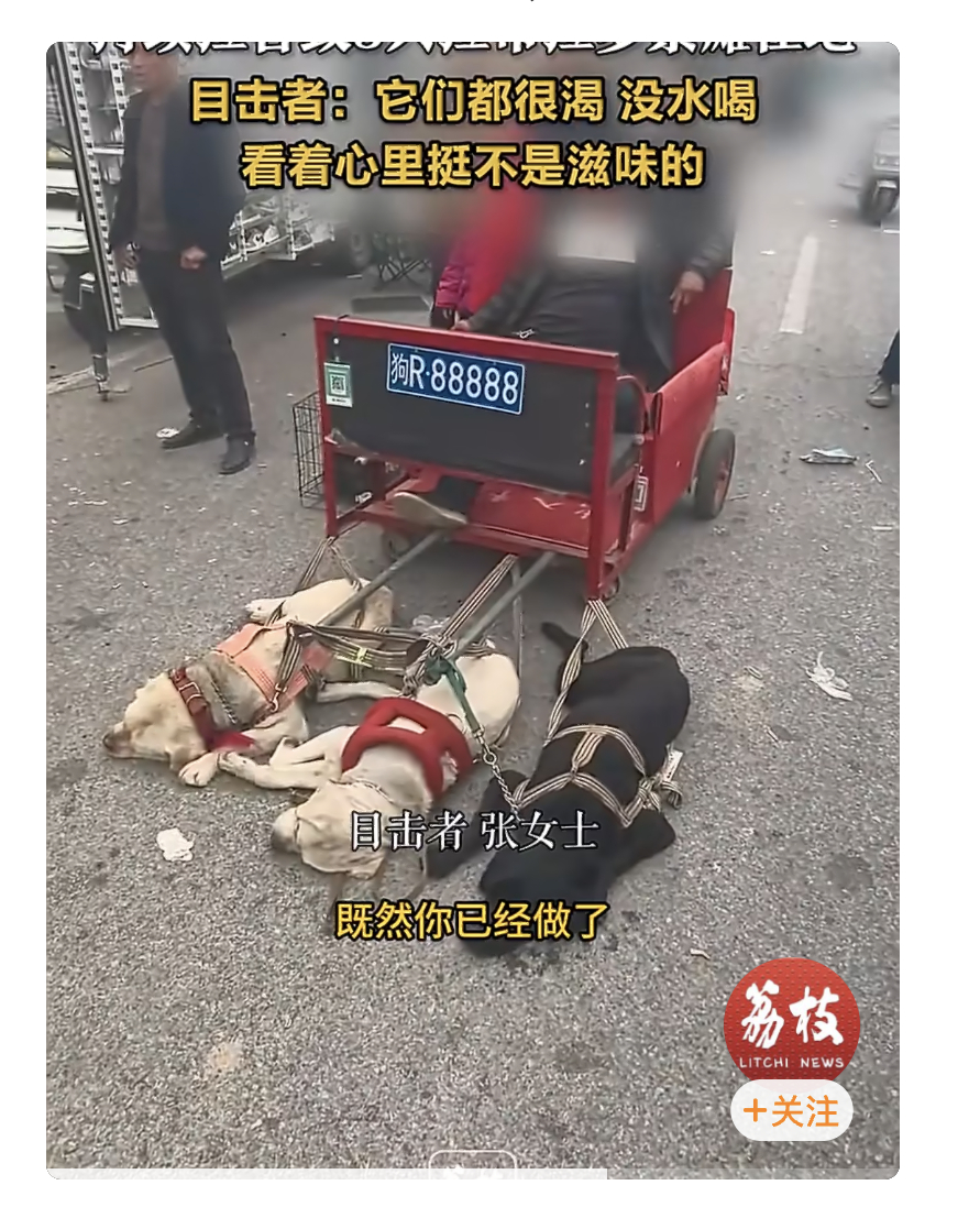 主人让拉布拉多拉人赚钱狗累瘫车牌号亮了，“狗R88888”，确定不是骂人嘛