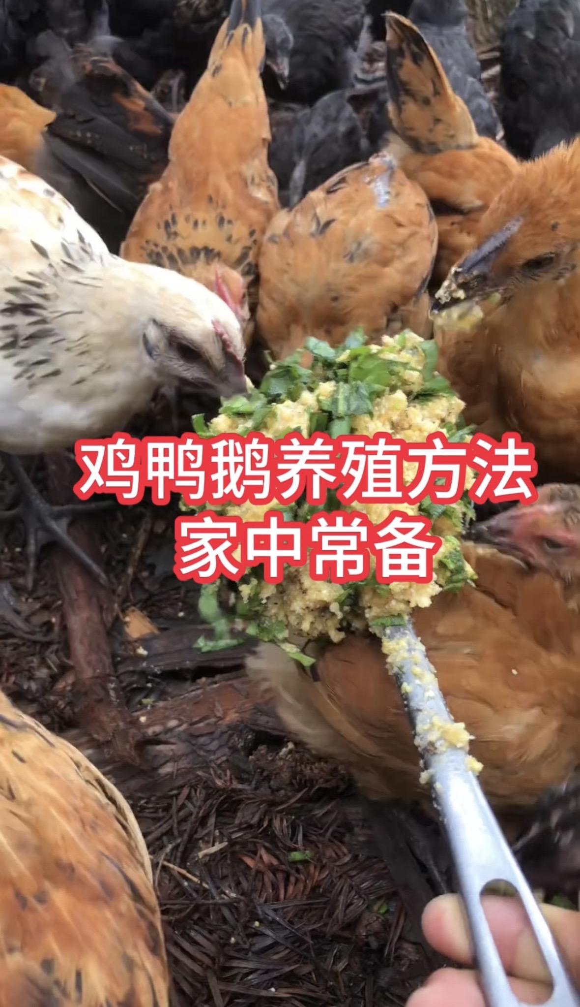 鸡鸭鹅养殖养鸡 养殖 鸡鸭鹅