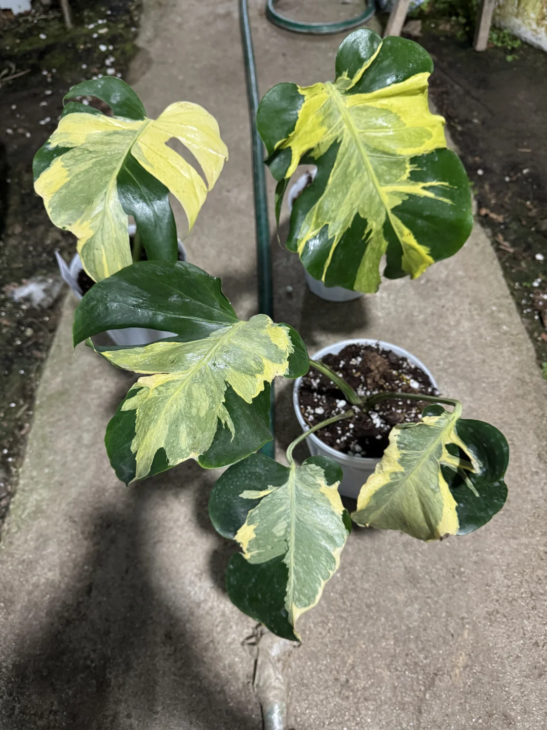 熔岩芝士龟背竹