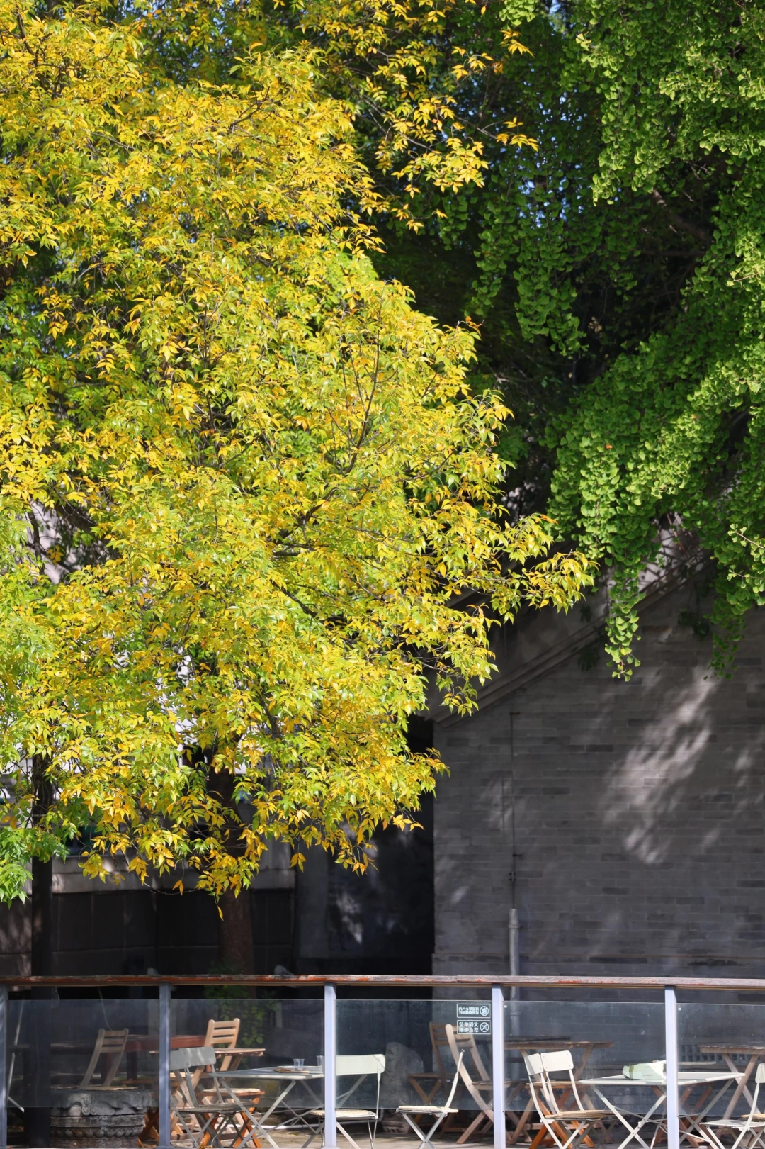 10.20实况，东不压桥白蜡未黄先掉，怎么了？