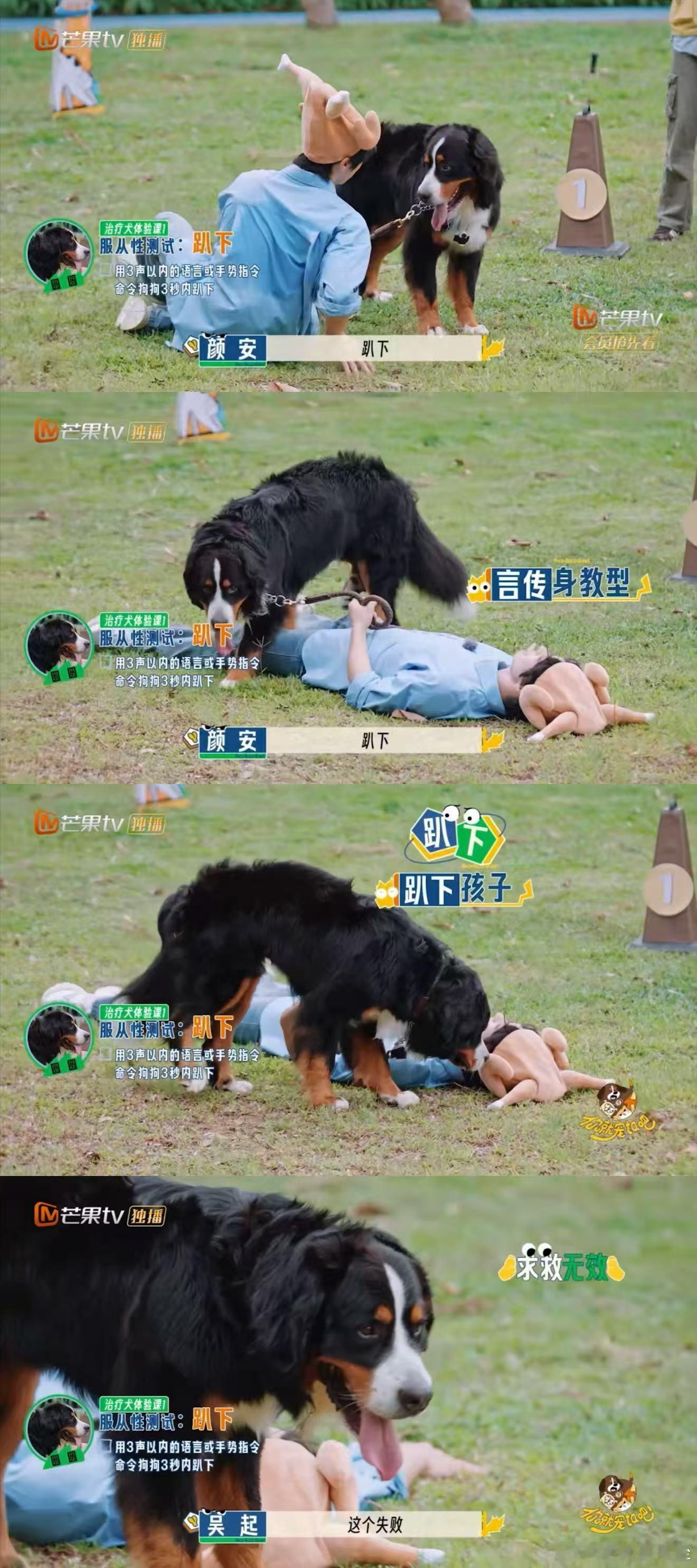 刚出新手村就遇到了顶级犟狗别人带狗是岁月静好，颜安带沙圆圆是极限拉扯！敖子逸家狗