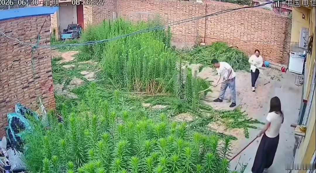 父母不在，回到老家院子里的场景！