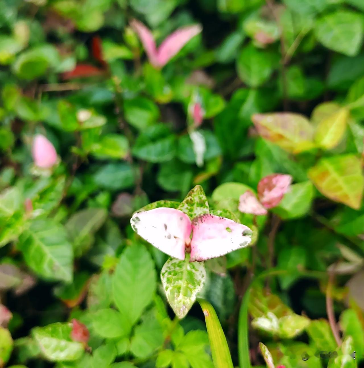 
比花还漂亮的叶