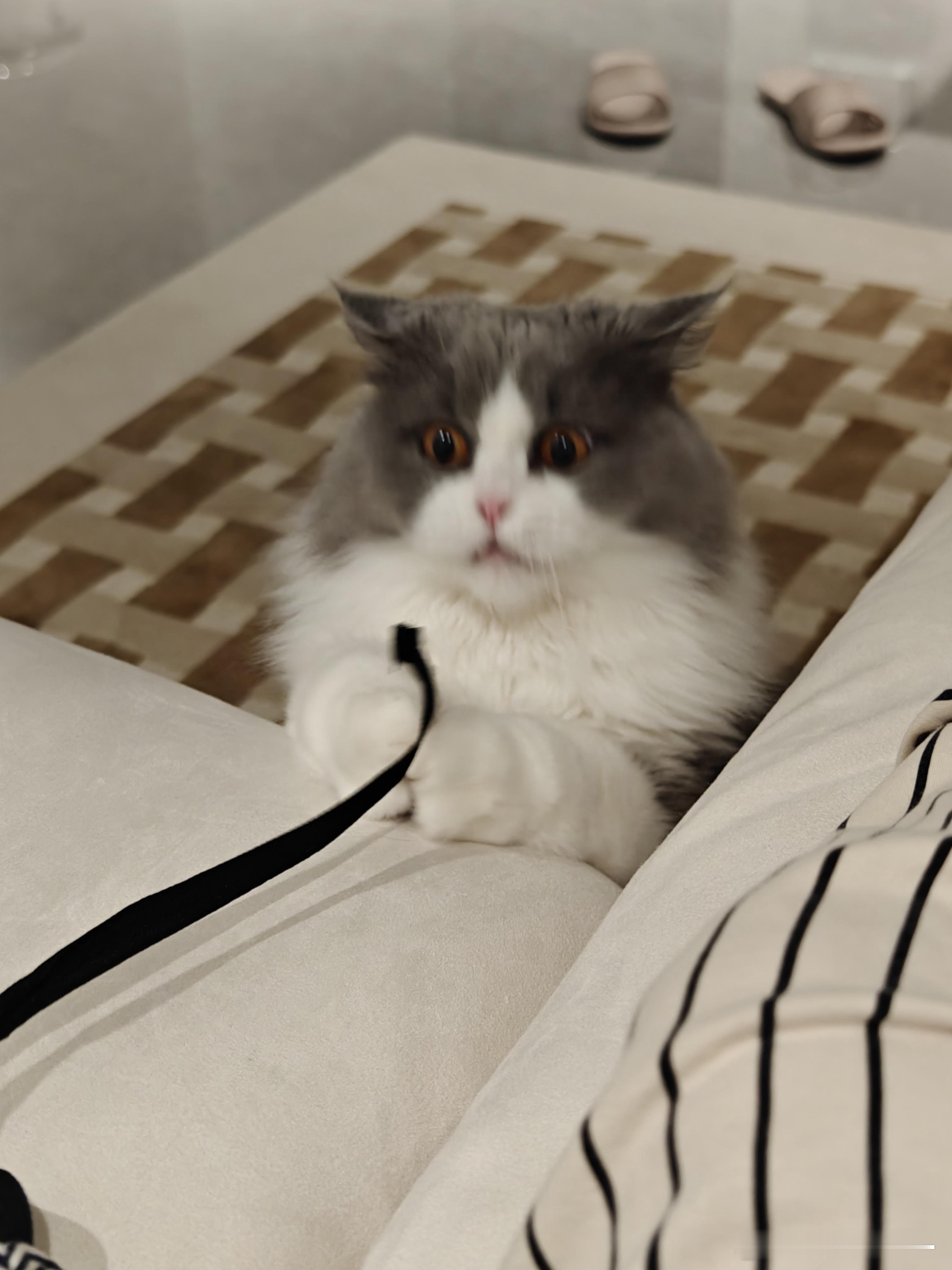 太爱玩绳子了，失去表情管理咻苟是只可爱猫 ​​​