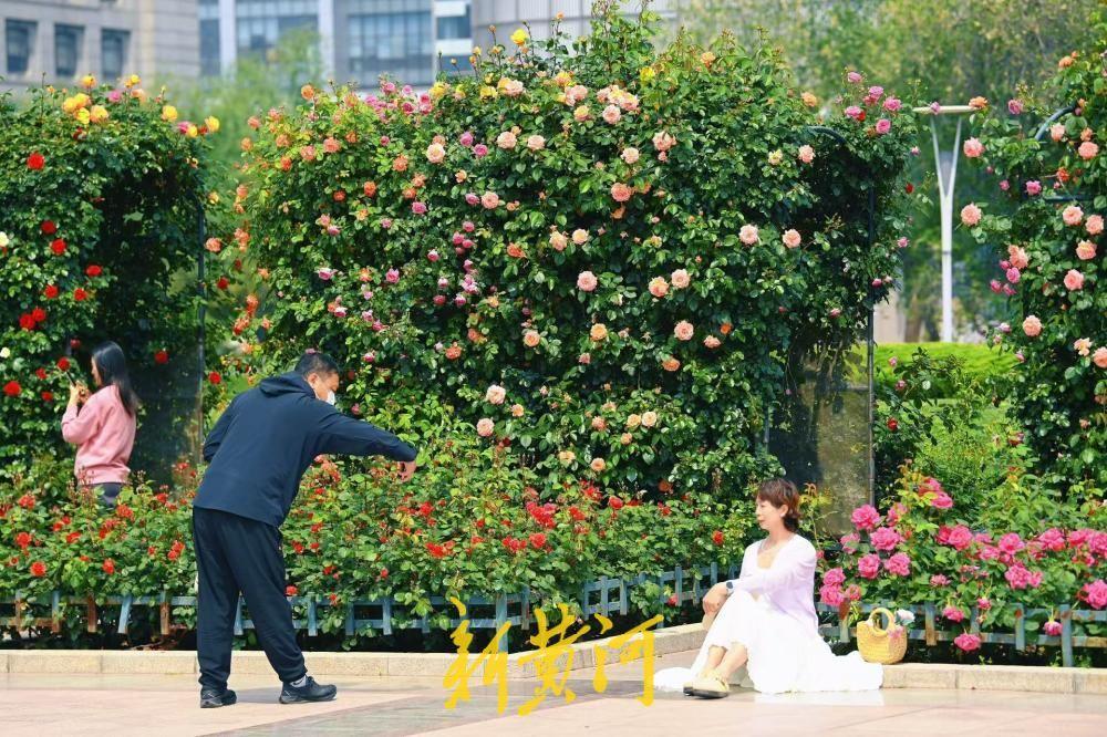 泉城广场月季花廊花团锦簇，美如“莫奈花园”！4月23日，济南泉城广场月季花墙吸引